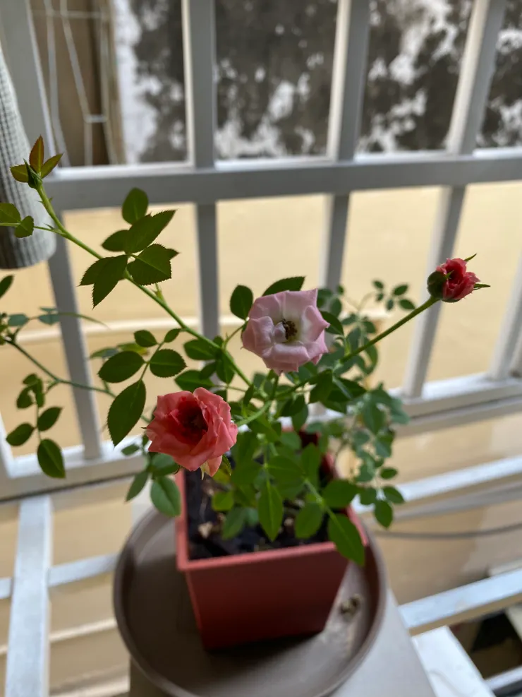 一次有四朵花❤️❤️❤️❤️