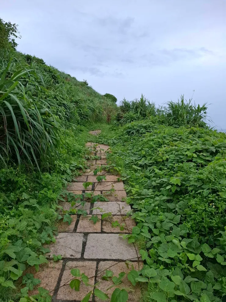 頂山步道看起來很久沒有整理，地上藤蔓爬滿，樹木長得很茂密