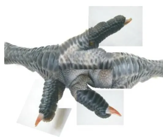 雞爪的異想世界