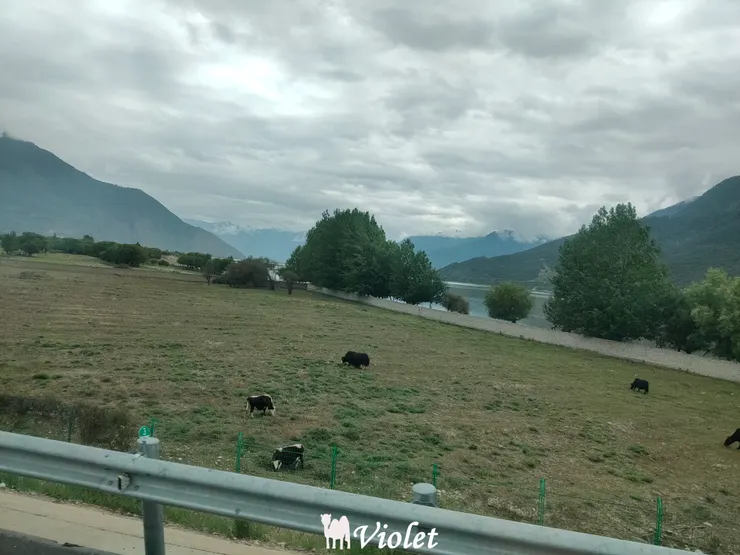 前往魯朗小鎮的魯上