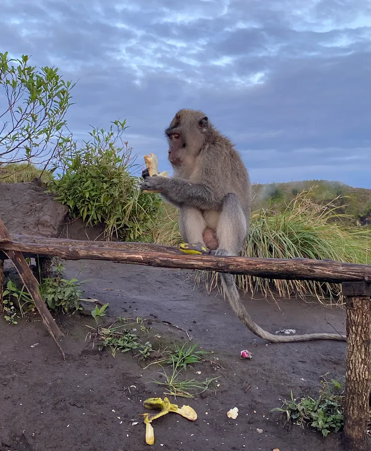 巴杜爾火山日出後有搶食遊客早餐的猴群,也算是一個景觀吧(?