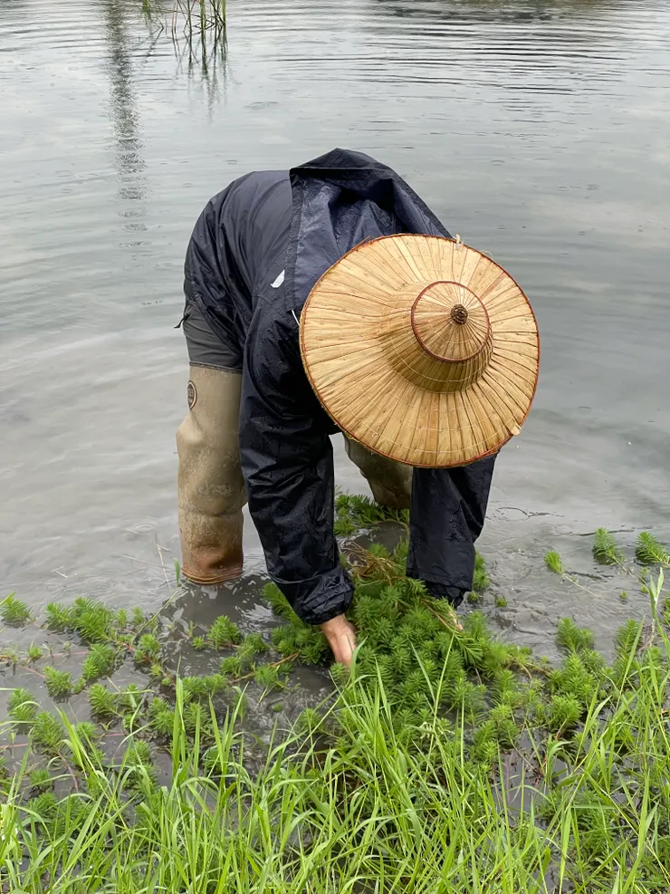 跟著文昌老師著手清理田區的環境