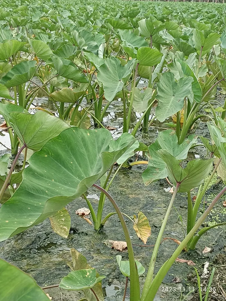芋初長約明年端午才能收成，自拍攝