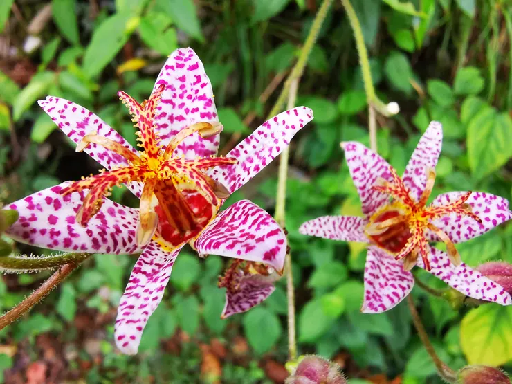 111年8月立秋▲山油點草：花及嫩葉可生食。