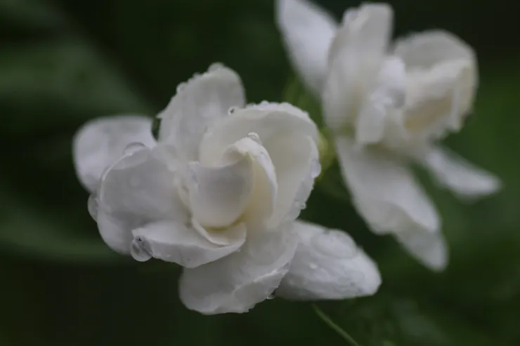 雨後沾滿水株的茉莉，更顯楚楚可憐！