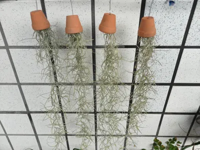 可自生自滅的植物