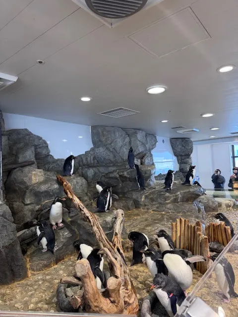 南極大陸區的企鵝,photo by bookarchery