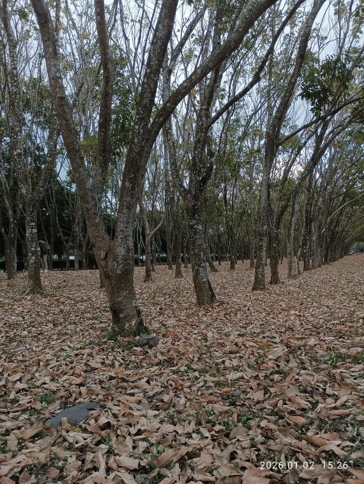 風迴旋衰葉愁煙，皆自拍攝