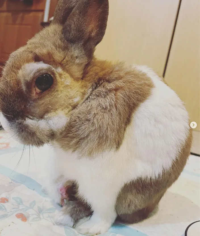 我就是品齊大爺!