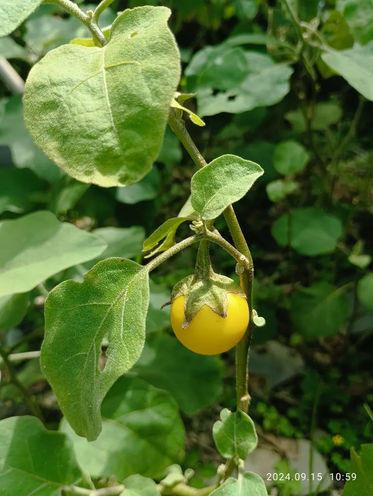 查詢驗証總不能確認，9/15星期日，公所放假更無法詢問，疑是毛黃茄