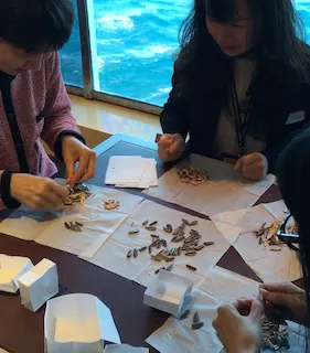 南瓜子、葵瓜子、西瓜子的大集合