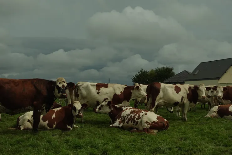 酷似戴著眼鏡的諾曼第牛（Normande）