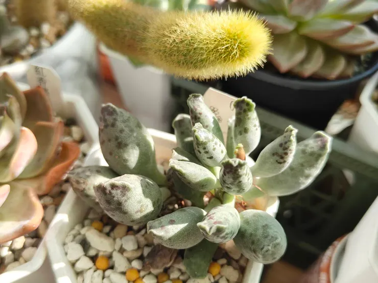 圖文不符之海豹真可愛🩷