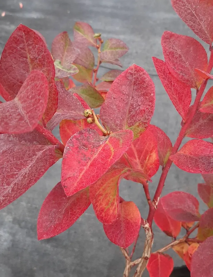 南高叢藍莓葉片轉紅(拍攝於南投縣南投市)