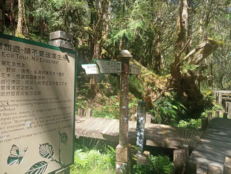 步道交會處，取鐵杉林自然步道往上