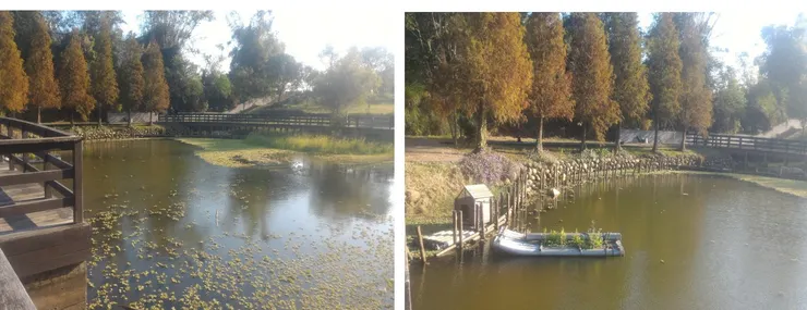 4年前造訪的盧家落羽松