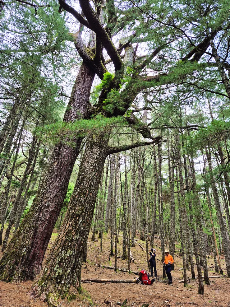 ▲越嶺點夫妻樹，有微弱訊號，在此安全回報。