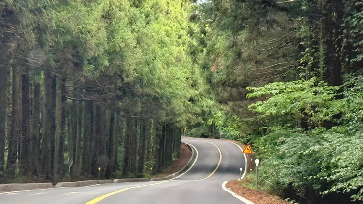 途經「濟州7大名道路」之一的1112號榧子林公路