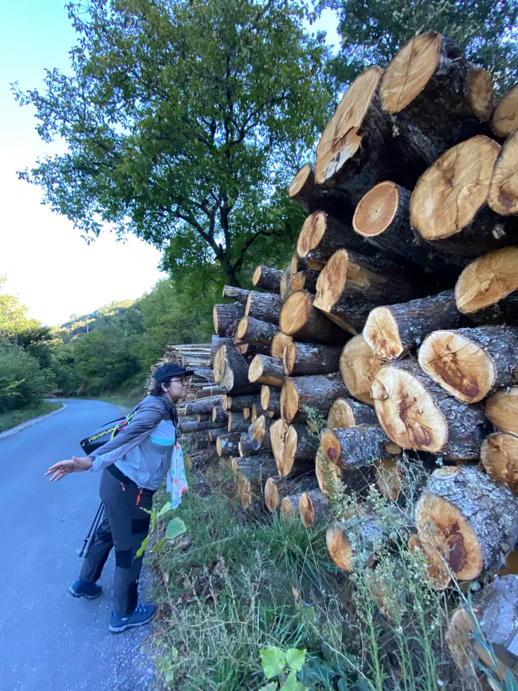 伐木真的好香（多有閒情逸致）
