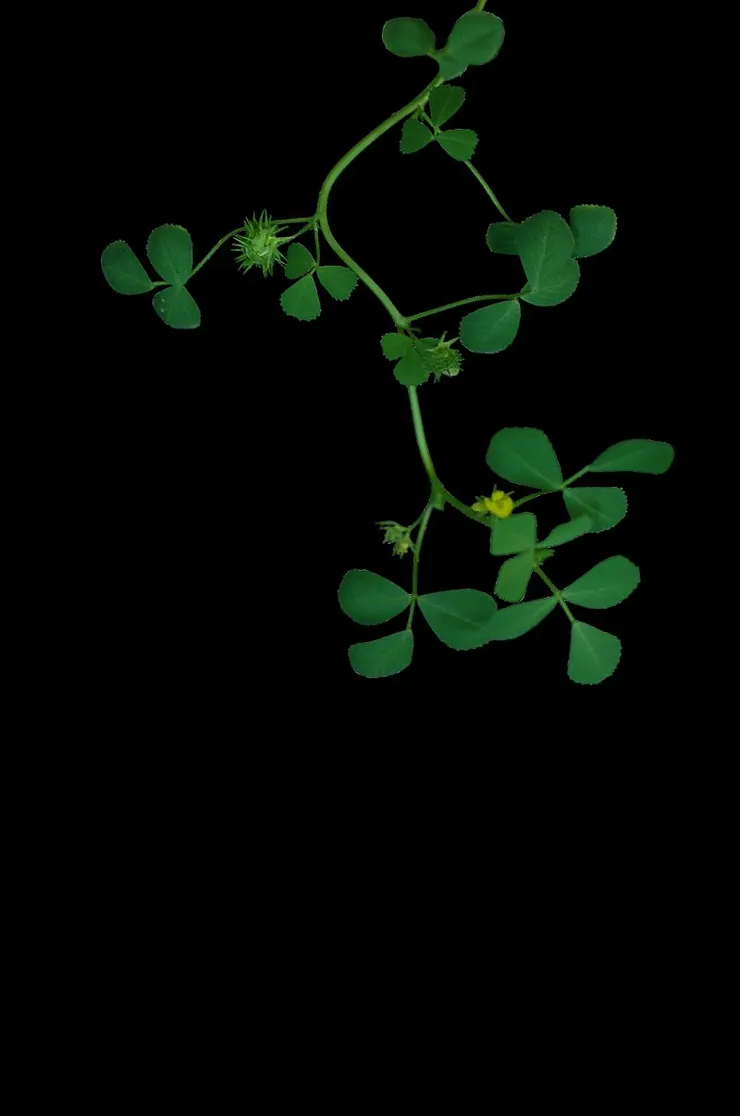 苜蓿。圖片來源:維基百科