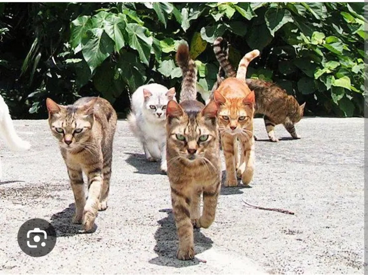 引自懸扶栗子.痞客邦