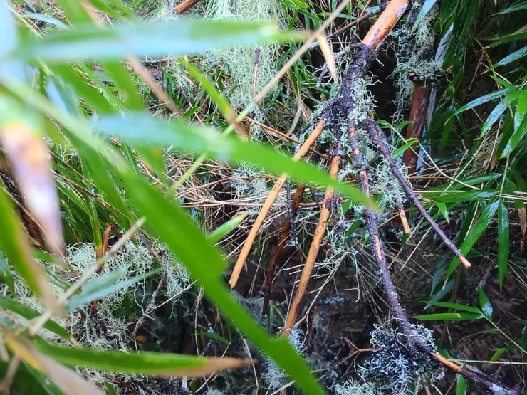 路是對的，但不好走。都被倒木、落葉掩蓋