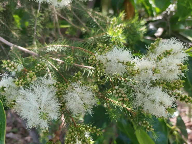 四月是澳洲茶樹開花的季節 澳洲茶樹的花序，長得就像洗奶瓶的刷子。 一點都不柔軟的花序，感覺真的可以拿來刷奶瓶。 