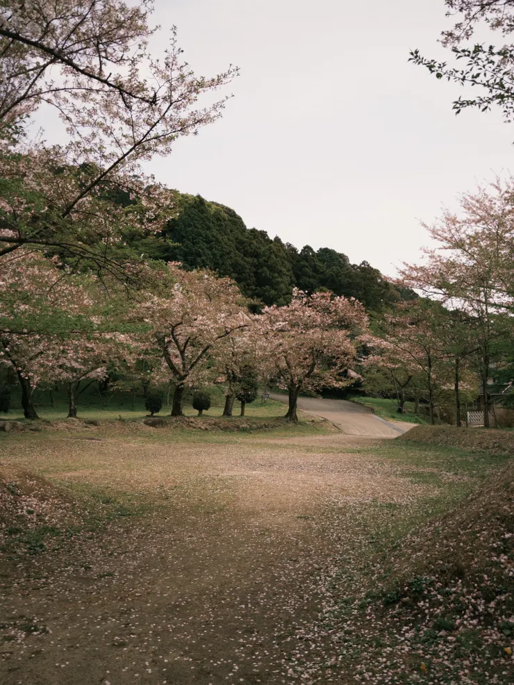 這邊盛開的櫻花
