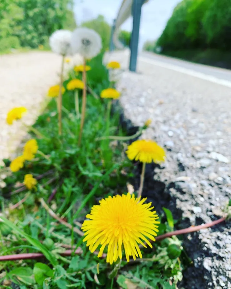 圖九:可愛的小黃花原來就是蒲公英