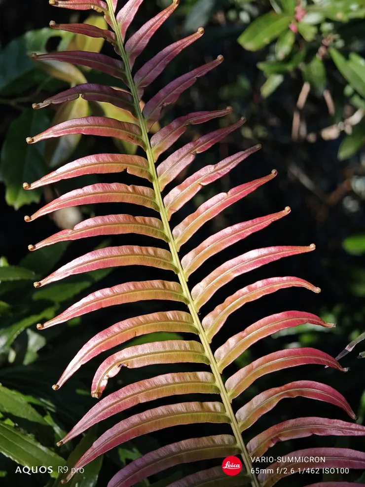 烏毛蕨新葉(SHARP AQUOS R9 pro,23mm)