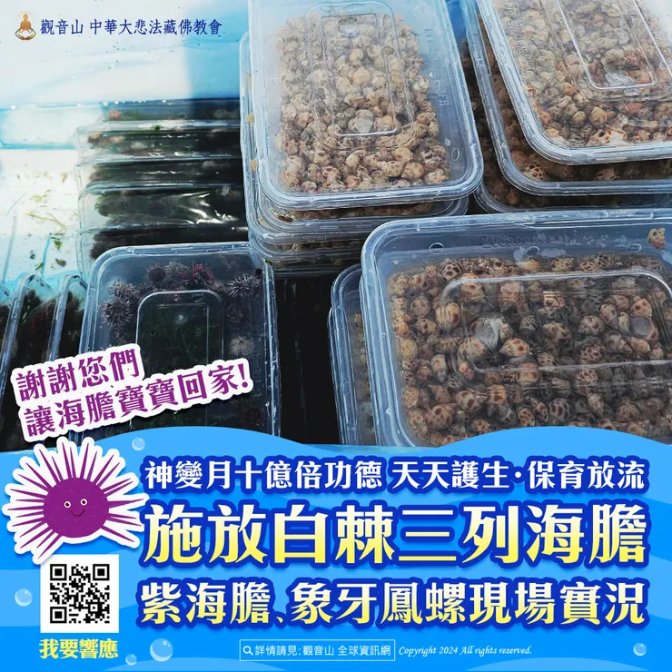 觀音山 神變月十億倍功德 天天護生‧保育放流 施放白棘三列海膽、紫海膽、象牙鳳螺現場實況