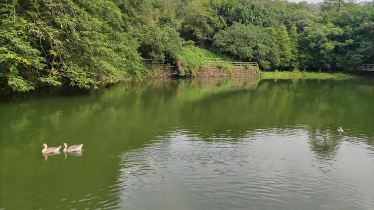 新城風糖田園風光怡然自得