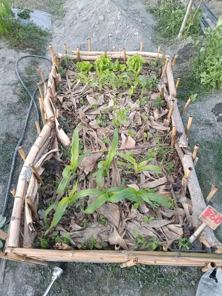 2026/3/12 B60和諧共生