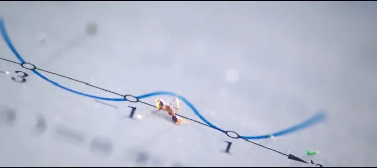 數學符號如螞蟻般嚙咬茉莉的心 (《你的孩子不是你的孩子 - 茉莉的最後一天》)