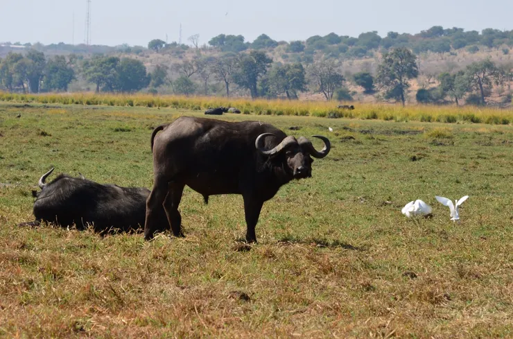 非洲五霸之一的非洲水牛