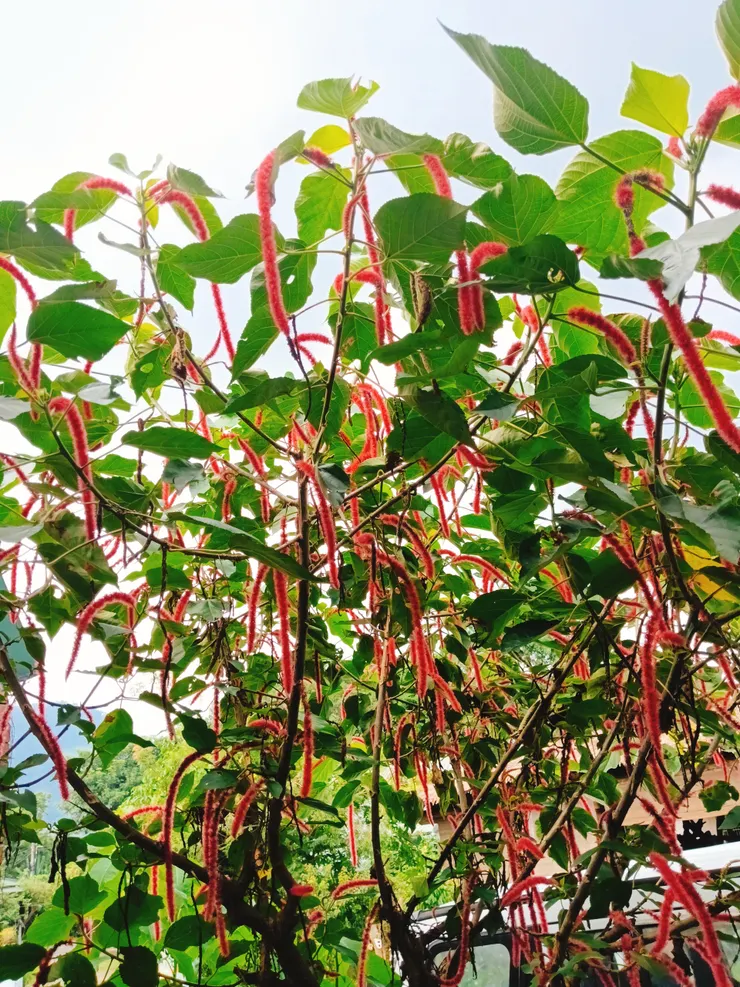 我不是紅藜喔！我是真的喔！