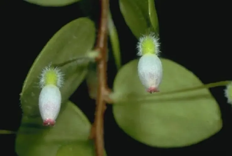 黃楊葉提燈莓花朵