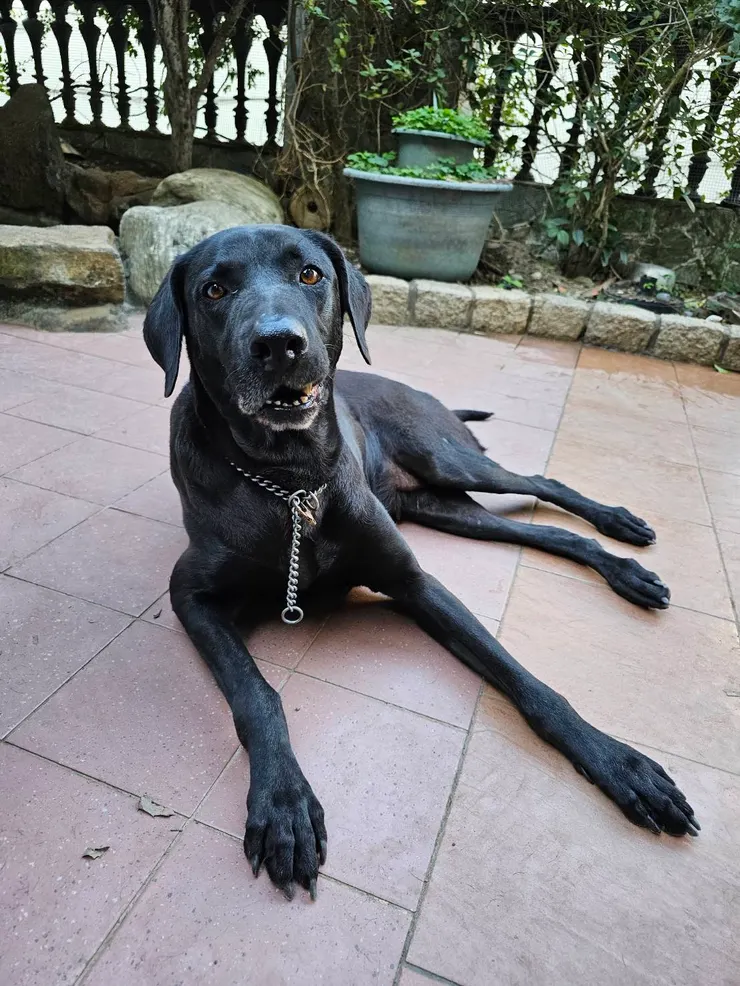 這是我家的第一隻高山犬 叫家嘎 今年滿9歲