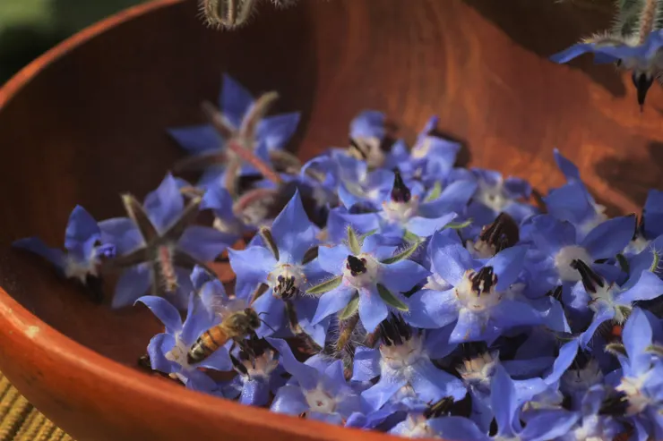 琉璃苣也是蜜蜂最愛流連的蜜源花卉之一