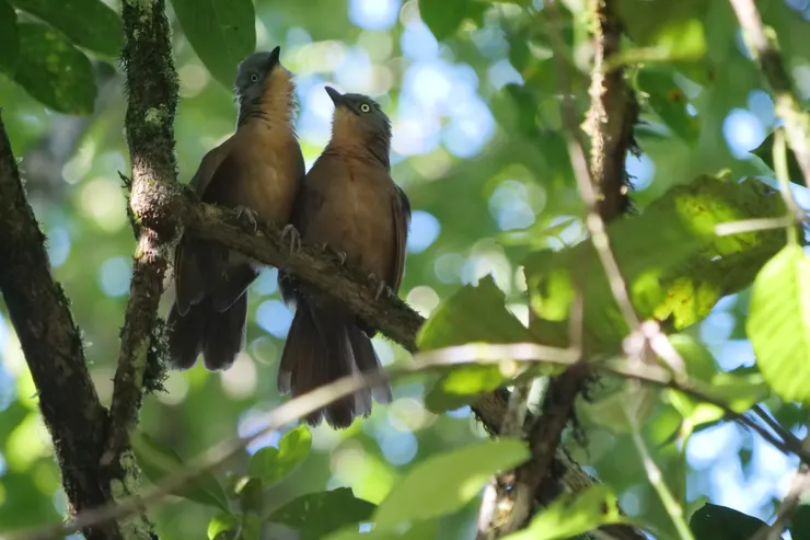而且還來了兩隻很近