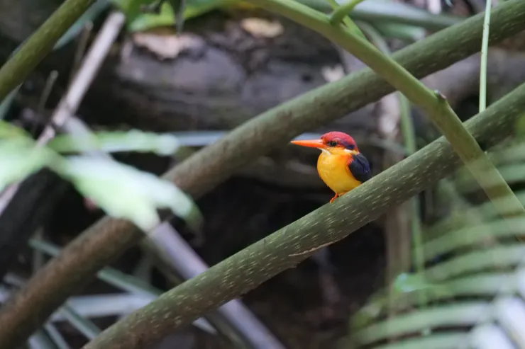 快要殺掉我的電池了！快門不斷按