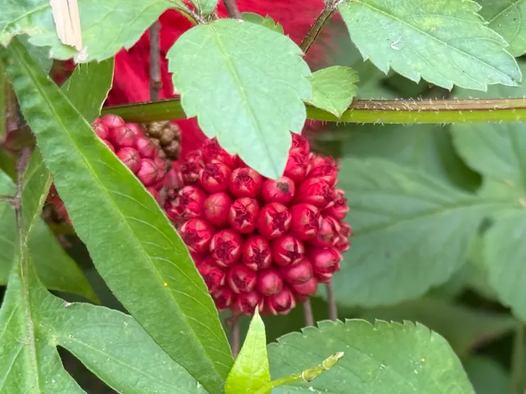 2026/02/19 胭脂花