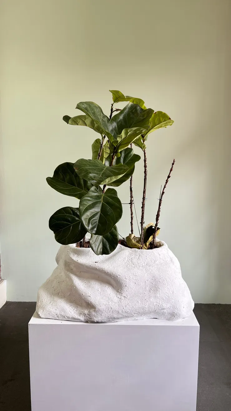 鄒欣寧、高俊宏，《你的樹盟友》，2024。