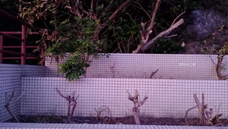 光禿禿的芙蓉花樹