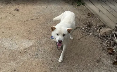 憶之痕-偶遇的可愛大狗