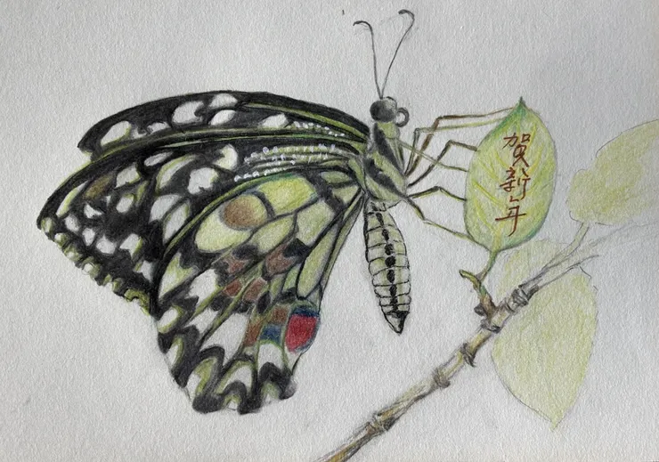 圖 1，無尾鳳蝶。5 月繪