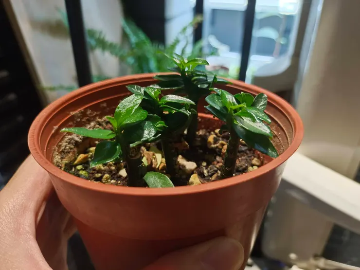 冒出新芽的樣子