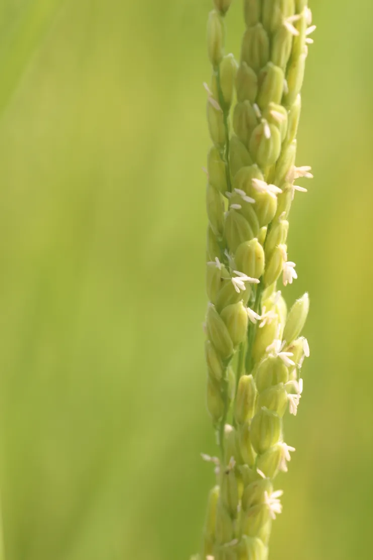 24節氣中的「小滿」，指的是稻秧正從開花到結穗，稻漿逐漸飽滿的狀態。