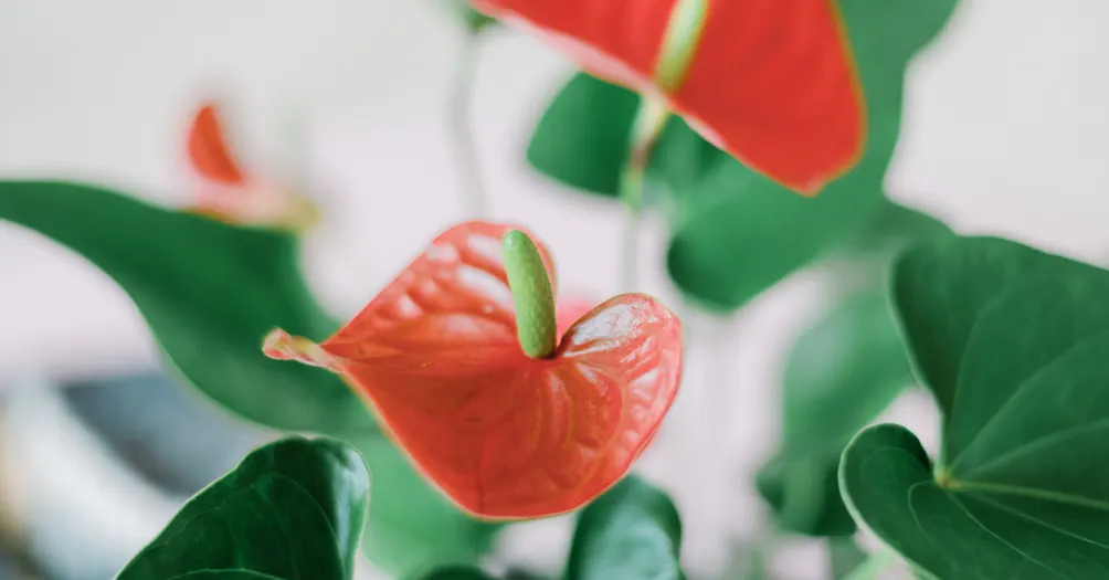 後莎琳  陪腦傷兒飛翔的沙龍