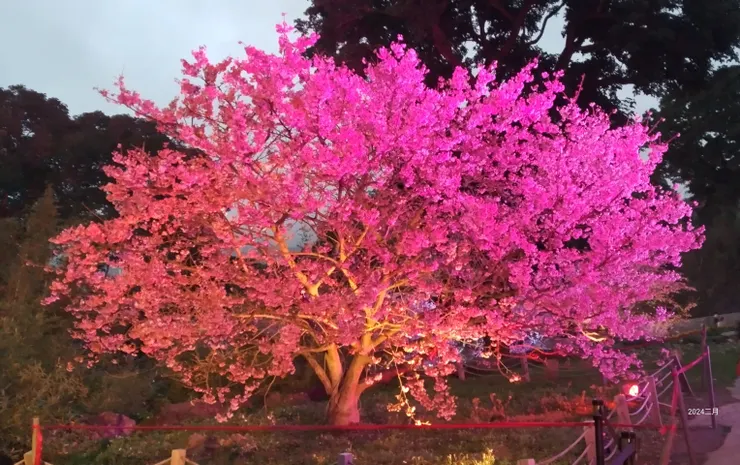 夜櫻光影繽紛秀